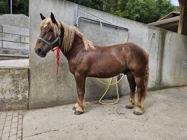 Noriker Wallach gefahren und geritten, Manuela KUBNY , Horses For Sale, Küßnach , Image 6