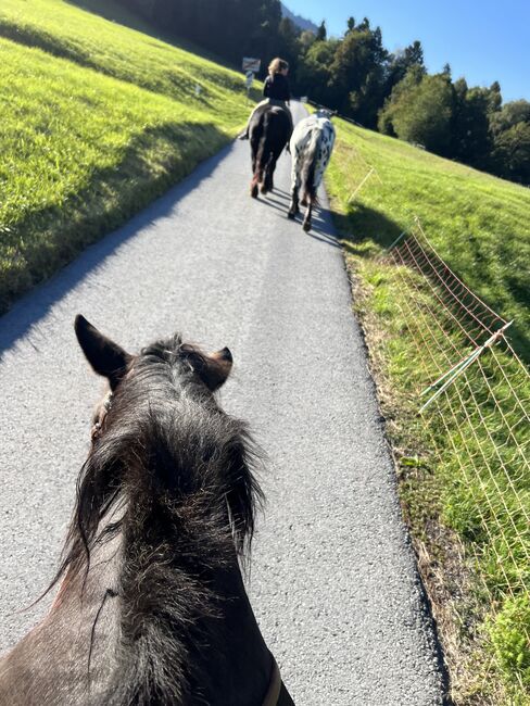 Noriker Wallach, Daniela Tschabrun , Horses For Sale, Mittelberg, Image 2