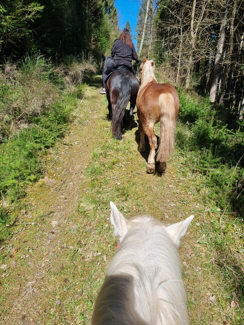 Noriker Wallach zu verkaufen, Nicole Theurer, Horses For Sale, SCHRAMBERG, Image 4