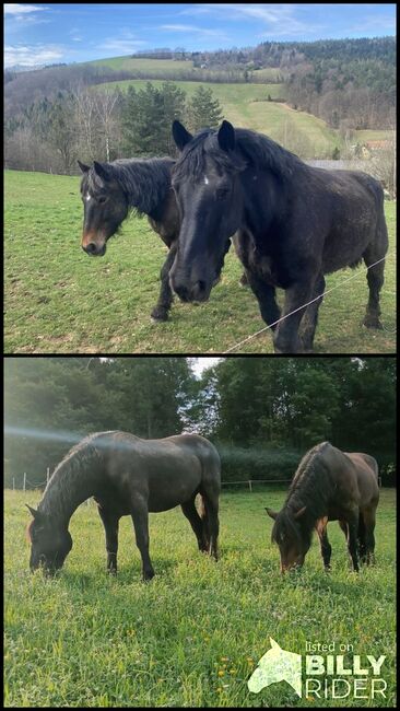 Norikerwallach Willi, Angy Grabenhofer, Horses For Sale, Dreihütten, Image 3