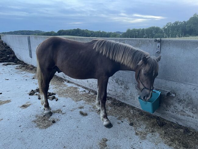 Noriker Hengst Jährling, Johanna , Horses For Sale, Schwarzenberg, Image 5
