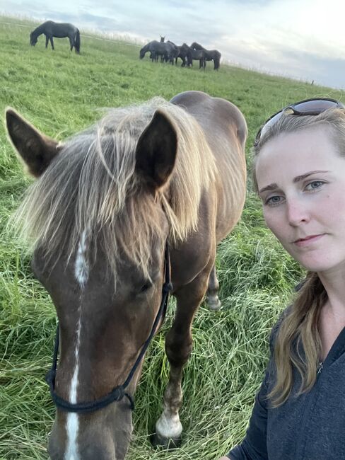 Noriker Hengst Jährling, Johanna , Horses For Sale, Schwarzenberg, Image 6
