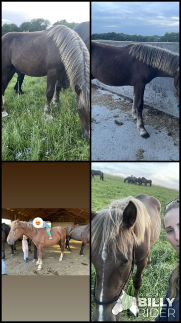 Noriker Hengst Jährling, Johanna , Horses For Sale, Schwarzenberg, Image 7
