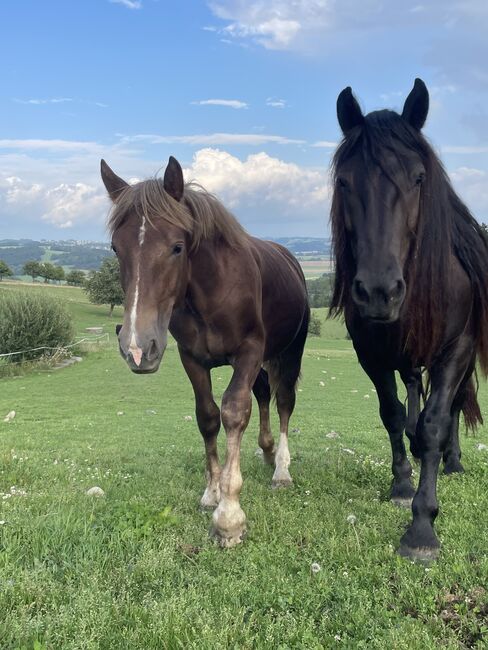 Noriker Hengst Jährling, Johanna , Horses For Sale, Schwarzenberg, Image 3