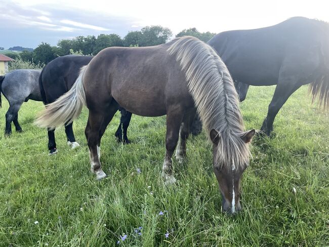 Noriker Hengst Jährling, Johanna , Horses For Sale, Schwarzenberg
