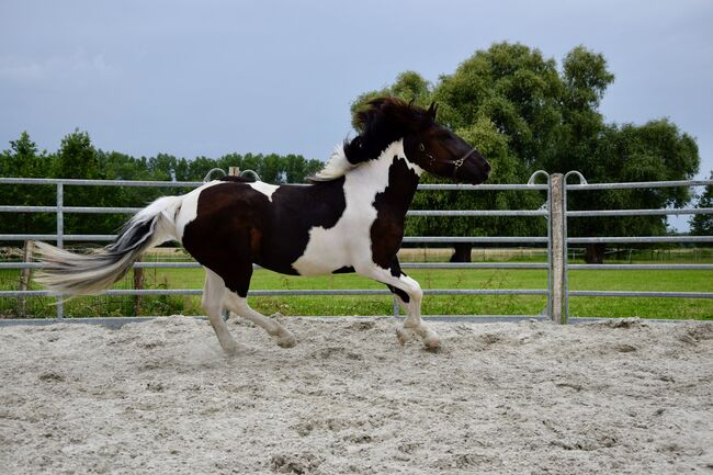 Noriker Stute - Scheck-Stute - Schecke, Ines Jungnickel, Horses For Sale, Großräschen, Image 8