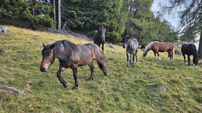 Noriker Stute, Sabrina , Horses For Sale, Dölsach, Image 4