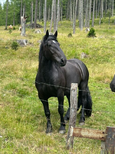 Noriker Stute, Claudia , Horses For Sale, Radenthein , Image 3