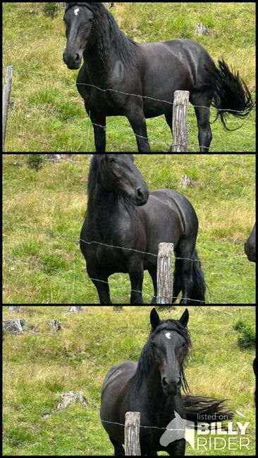 Noriker Stute, Claudia , Horses For Sale, Radenthein , Image 4