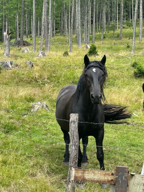 Noriker Stute, Claudia , Horses For Sale, Radenthein , Image 2