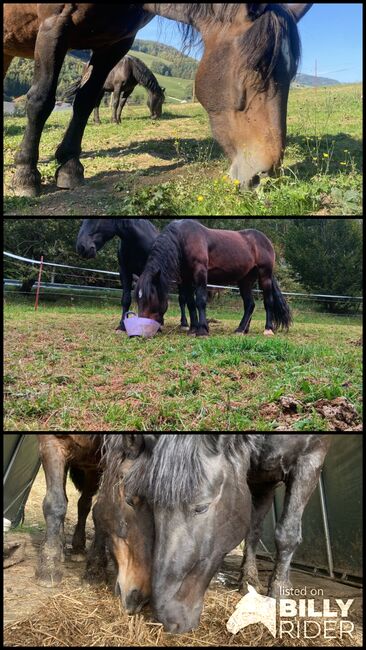 Norikerstute Lilli, Angy Grabenhofer, Horses For Sale, Dreihütten, Image 4