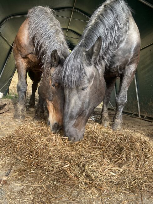 Norikerstute Lilli, Angy Grabenhofer, Horses For Sale, Dreihütten, Image 2