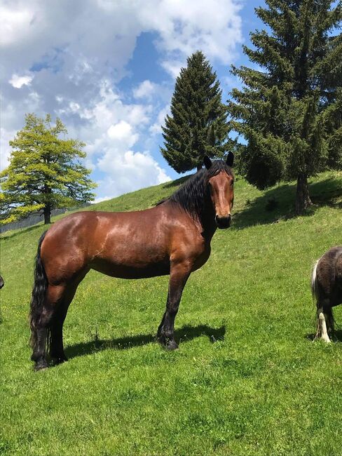 Noriker Stute, Christian Messner , Pferd kaufen, Sittersdorf