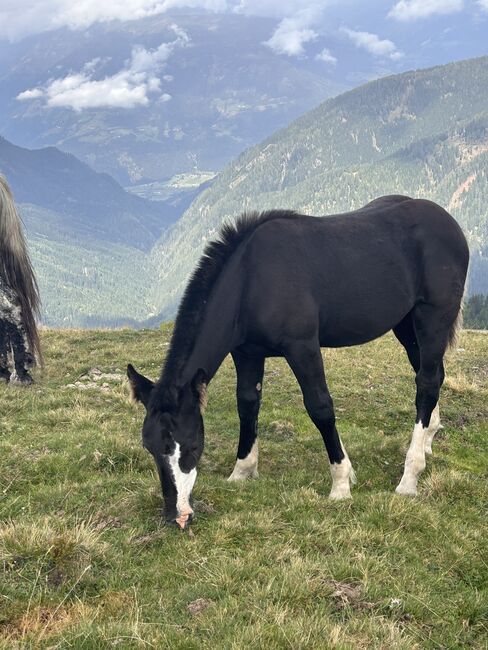 Noriker Stutenfohlen, Schuschou , Pferd kaufen, Kühnsdorf 