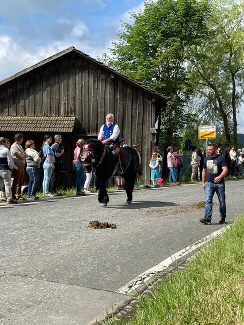 Noriker Rappe Hengst, Steffi, Horses For Sale, Kötzting, Image 2