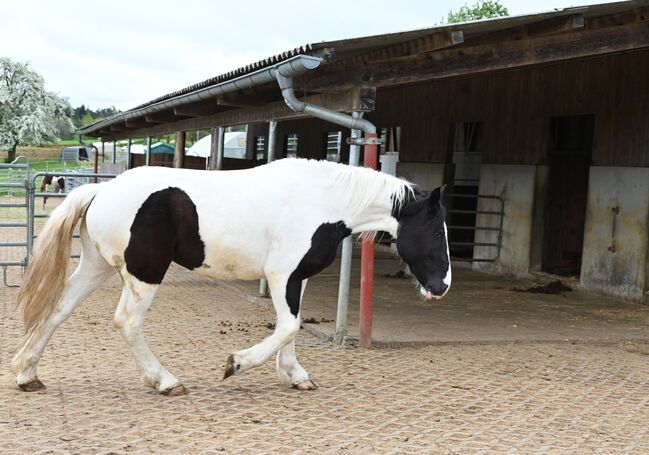 Noriker Rappscheck Stut 3j. alt, Manuela KUBNY , Horses For Sale, Küßnach , Image 7