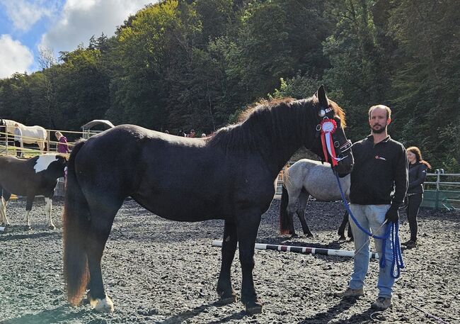 Noriker Rappstute 3,5 Jahre alt, Manuela KUBNY , Horses For Sale, Küßnach 