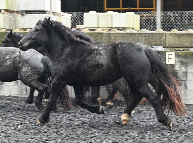 Noriker Rappstute 4 Jahre alt, Manuela KUBNY , Horses For Sale, Küßnach , Image 2