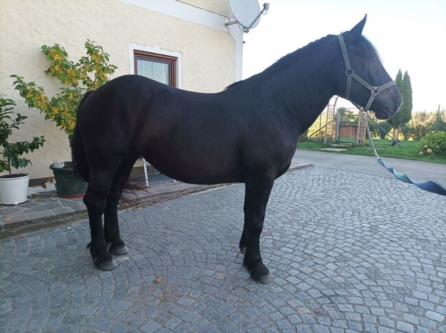 Noriker Rappstute, Andrea, Horses For Sale, Seekirchen Am Wallersee, Image 4