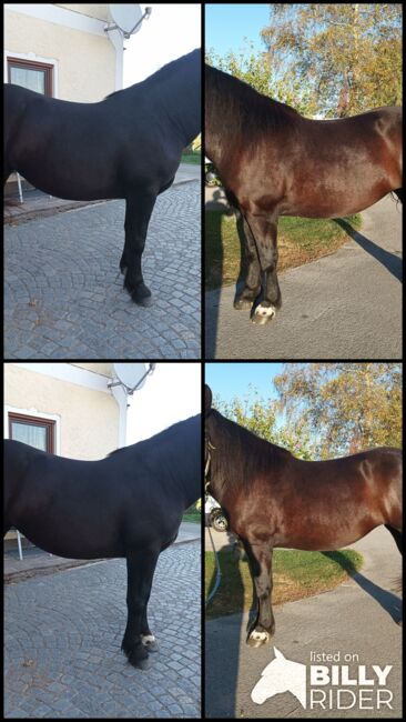 Noriker Rappstute, Andrea, Horses For Sale, Seekirchen Am Wallersee, Image 5