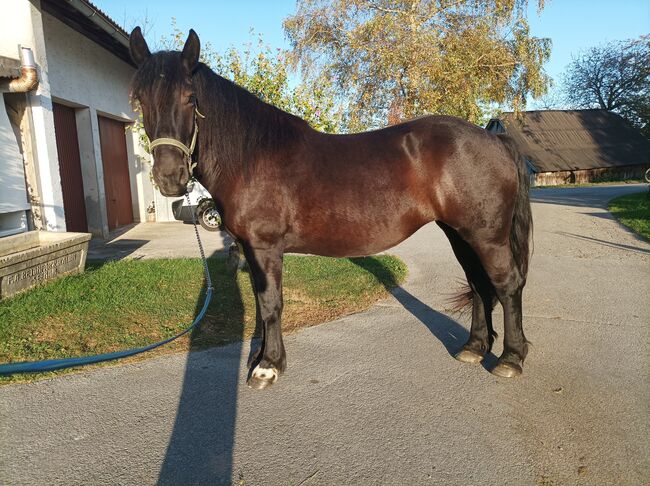 Noriker Rappstute, Andrea, Horses For Sale, Seekirchen Am Wallersee, Image 3