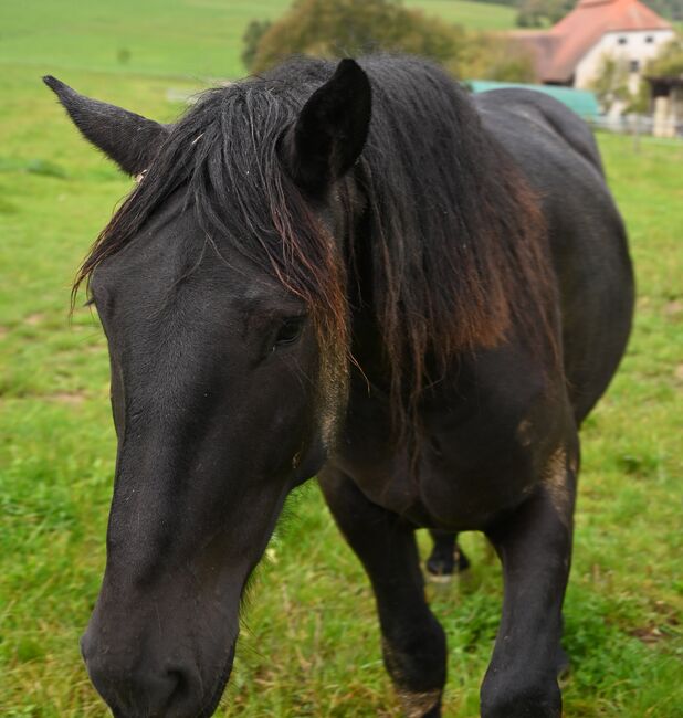 Noriker Rapp Stute, Manuela KUBNY , Horses For Sale, Küßnach , Image 5