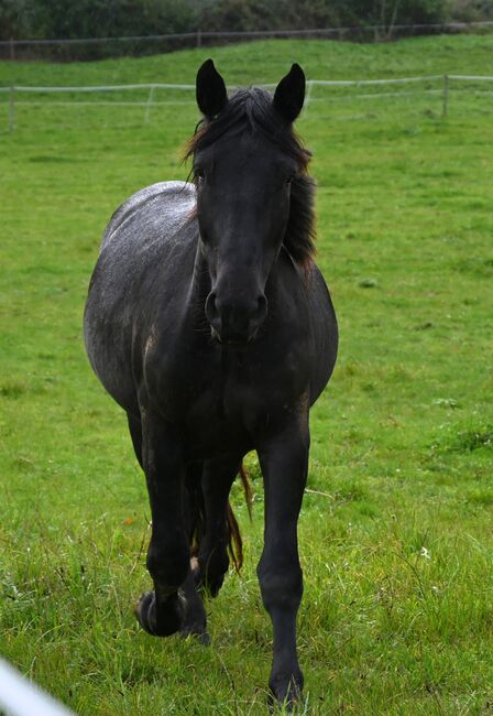 Noriker Rapp Stute, Manuela KUBNY , Horses For Sale, Küßnach , Image 2