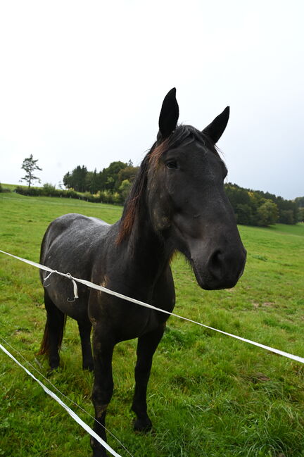 Noriker Rapp Stute, Manuela KUBNY , Horses For Sale, Küßnach , Image 3