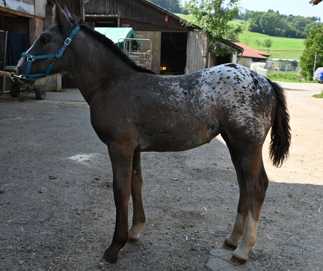 Noriker Schwarzflecktieger Stute Fohlen, Manuela KUBNY , Horses For Sale, Küßnach , Image 8