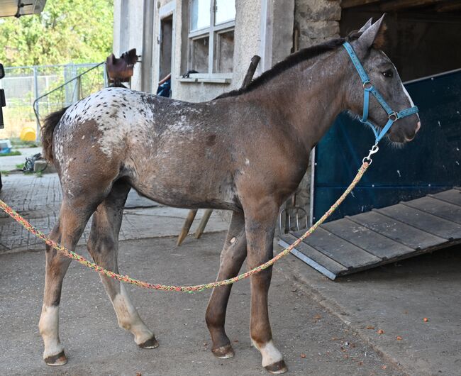 Noriker Schwarzflecktieger Stute Fohlen, Manuela KUBNY , Horses For Sale, Küßnach , Image 5