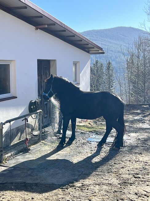 Noriker zu verkaufen, Julia neuwirth, Horses For Sale, Wien, Image 2