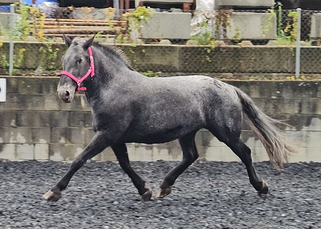 Noriker Tiger Stute 7j. alt, Manuela KUBNY , Horses For Sale, Küßnach , Image 3