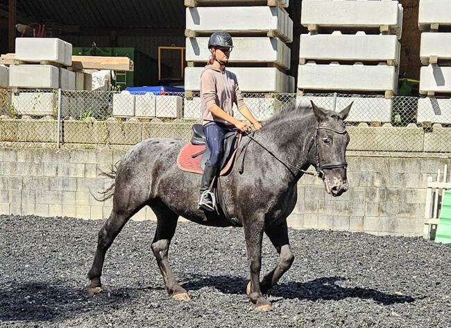 Noriker Tiger Stute 7j. alt, Manuela KUBNY , Horses For Sale, Küßnach 