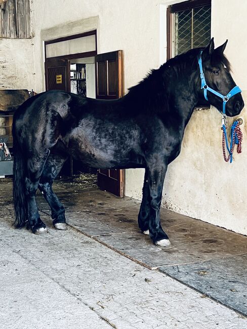 Noriker zu verkaufen, Julia neuwirth, Horses For Sale, Wien, Image 6