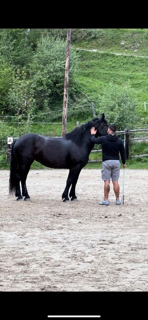 Noriker zu verkaufen, Julia neuwirth, Horses For Sale, Wien, Image 7