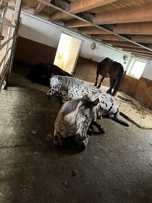 Noriker Wallach, Daniela Tschabrun , Horses For Sale, Mittelberg, Image 3