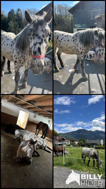 Noriker Wallach, Daniela Tschabrun , Horses For Sale, Mittelberg, Image 8