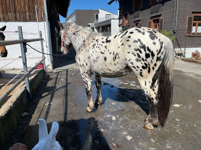 Noriker Wallach, Daniela Tschabrun , Horses For Sale, Mittelberg, Image 6
