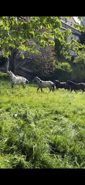 Noriker Wallach, Daniela Tschabrun , Horses For Sale, Mittelberg, Image 7