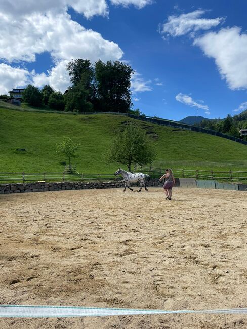 Noriker Wallach, Daniela Tschabrun , Horses For Sale, Mittelberg, Image 6