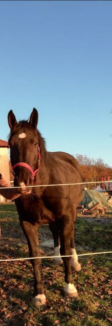 Noriker Wallach, Christina , Horses For Sale, Windischhof, Image 2