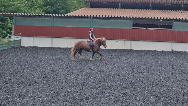 Noriker Wallach gefahren und geritten, Manuela KUBNY , Horses For Sale, Küßnach , Image 4