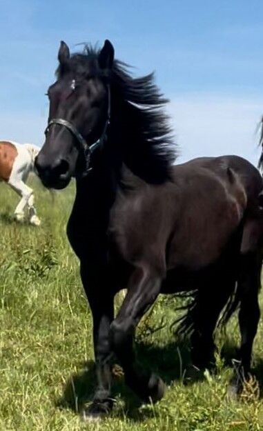 Noriker Wallach abstammend von Smokey Vulkan x Zimber Schaunitz, Pferdevermittlung Leus (Pferdevermittlung Leus ), Horses For Sale, Indersdorf, Image 2