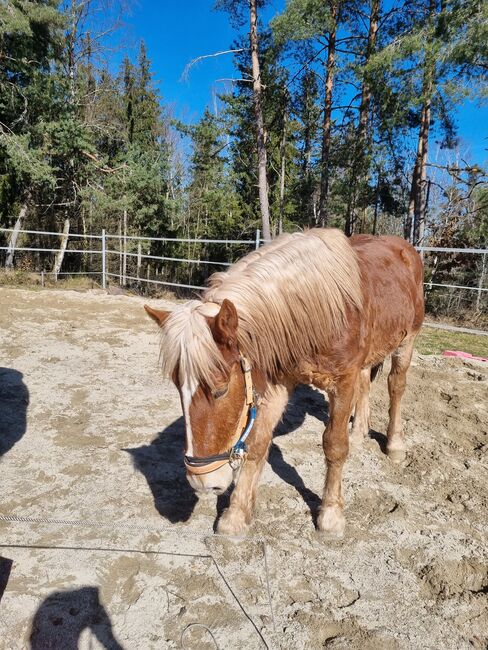 Noriker Wallach zu verkaufen, Nicole Theurer, Horses For Sale, SCHRAMBERG, Image 2