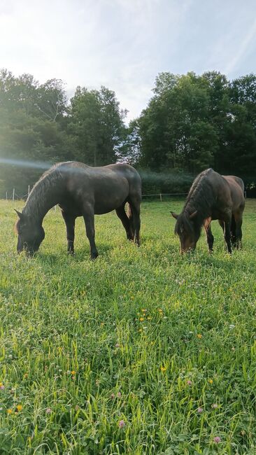 Norikerwallach Willi, Angy Grabenhofer, Horses For Sale, Dreihütten, Image 2