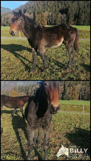 Norikerhengstfohlen, Bernhard Schwaiger, Horses For Sale, Waidring , Image 3