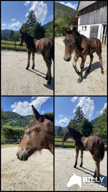Noriker Hengstfohlen zu verkaufen, Vici, Horses For Sale, Winklern bei Oberwölz, Image 6