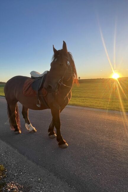 NORIKER WALLACH – Freizeitpferd mit solider Grundausbildung, Rene E. , Konie na sprzedaż, Uttendorf