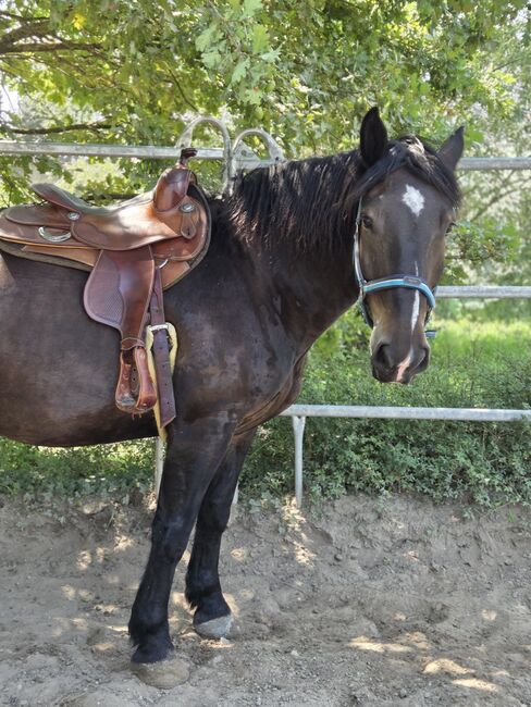Noriker Wallach, Madeleine , Pferd kaufen, Weisenheim am sand
