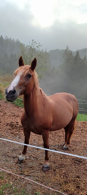 Noriker/Warmblut Stute, Natascha, Horses For Sale, St. Thomas am Bl.